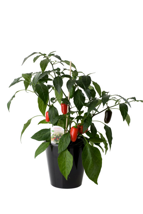 Chili- og peberplanter i 11 cm potte